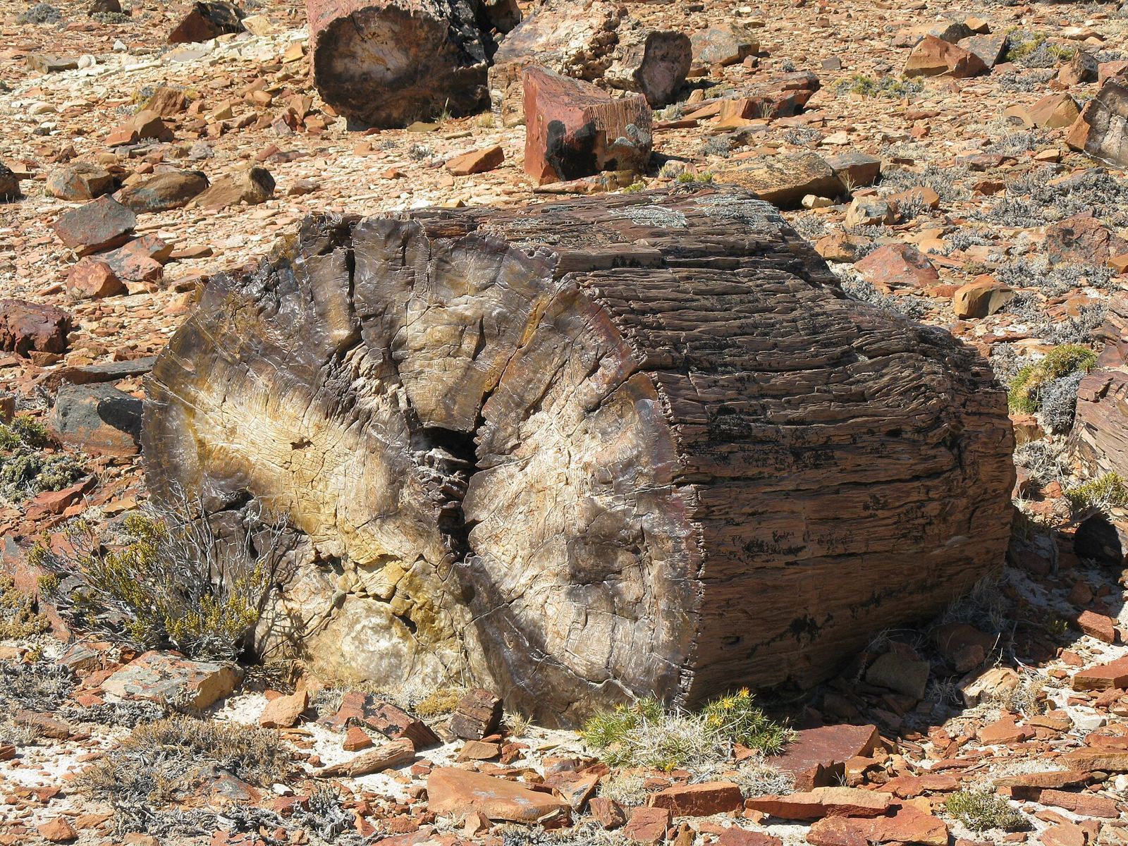 Petrified trunk in the Jaramillo Petrified Forest